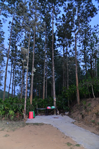 Stone path through the plantation